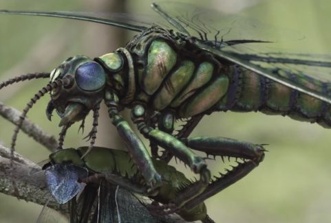 A NEW PREHISTORY, WHO KILLED THE GIANT INSECTS?
